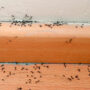 طرق مذهلة للتخلص من النمل الأسود الصغير في البيت